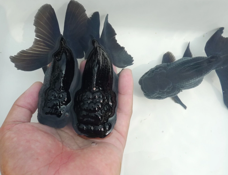 獅頭金魚品種