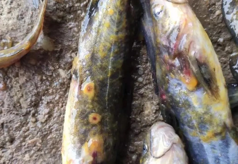 水霉病症狀 水霉病症狀