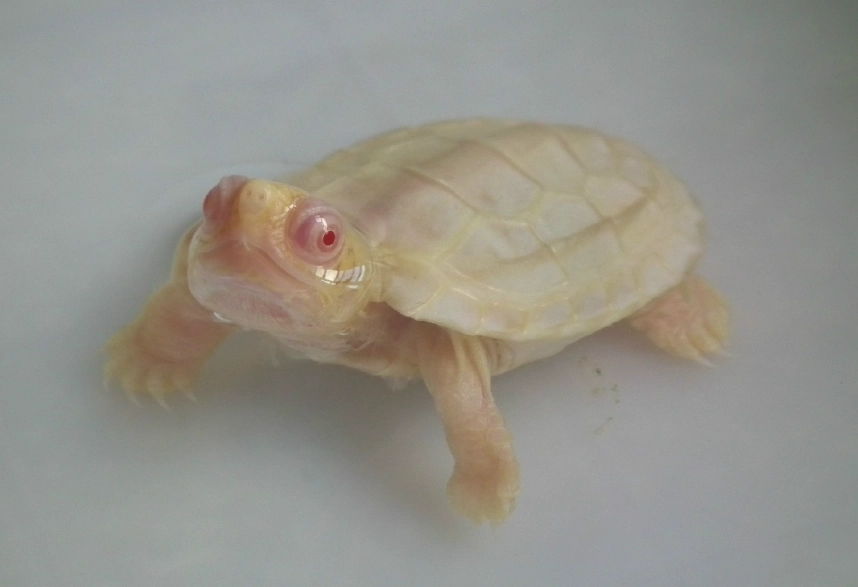 白色烏龜是什麼？白化龜品種、價格與飼養重點