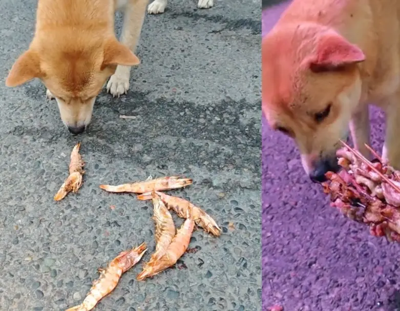 狗狗可以吃蝦子嗎 狗狗可以吃蝦子嗎