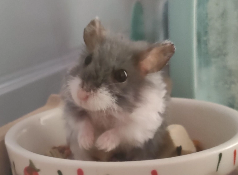 三線鼠 三線鼠