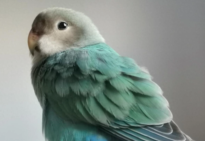 凱克鸚鵡飼養