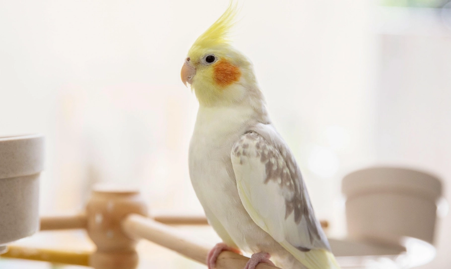 鸚鵡壽命