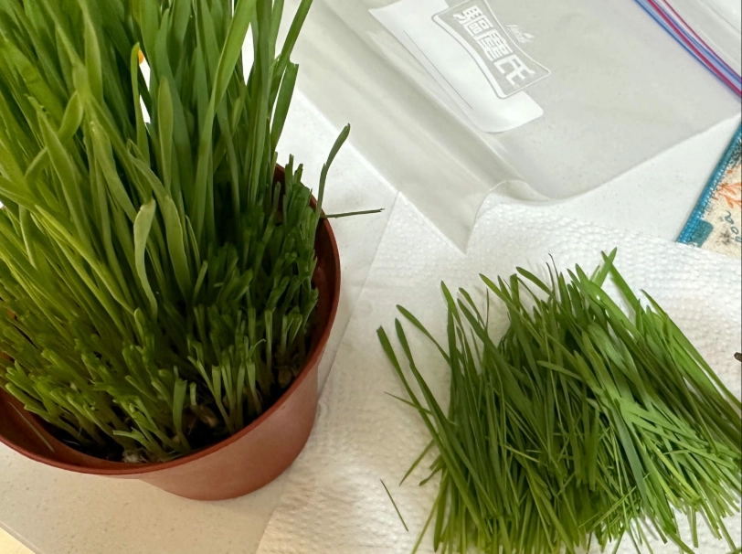 貓草發霉處理 貓草發霉處理