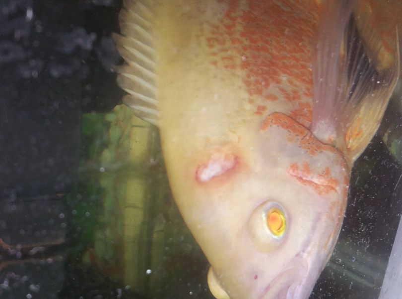 觀賞魚水霉 觀賞魚水霉