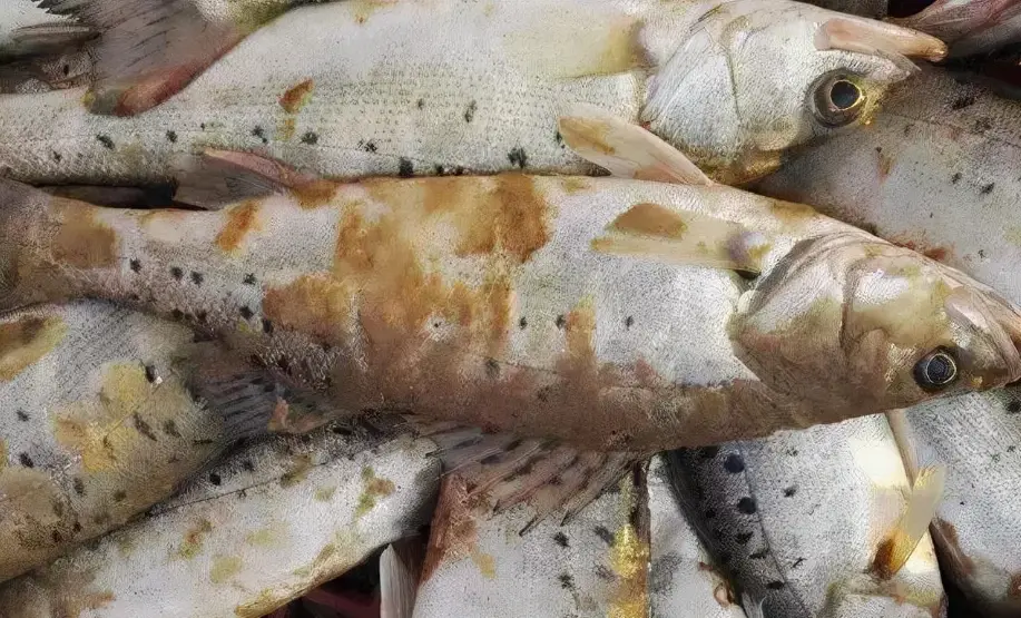 觀賞魚水霉 觀賞魚水霉