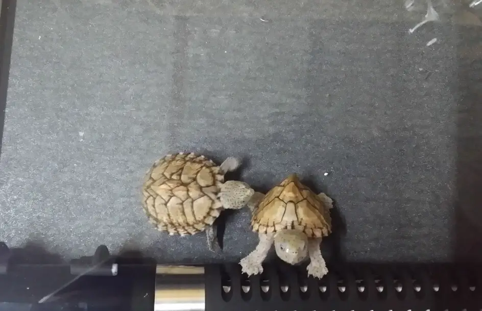 麝香龜壽命 麝香龜壽命