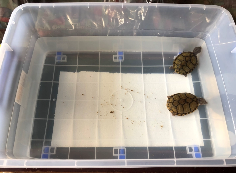 屋頂龜飼養 屋頂龜飼養