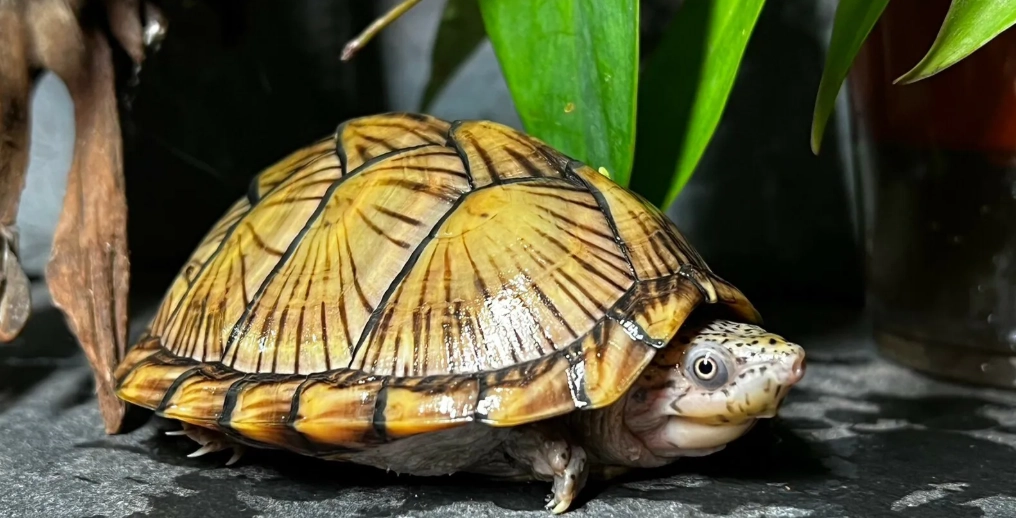 屋頂龜好養嗎：飼養難度實話與新手最常踩的3個地雷