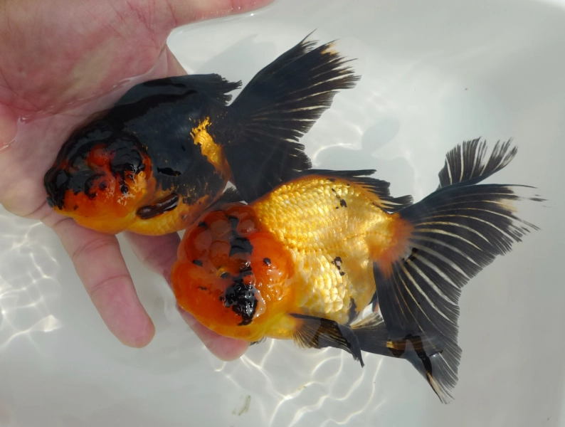 泰國獅頭金魚飼養指南：挑魚、設缸到疾病照護的實戰筆記