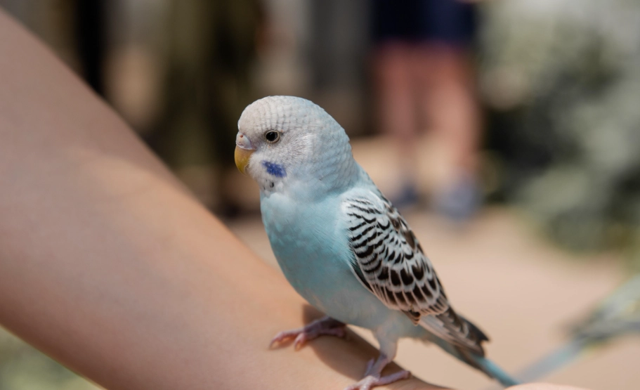 玄鳳鸚鵡壽命 玄鳳鸚鵡壽命