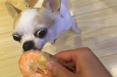 狗狗吃蝦子