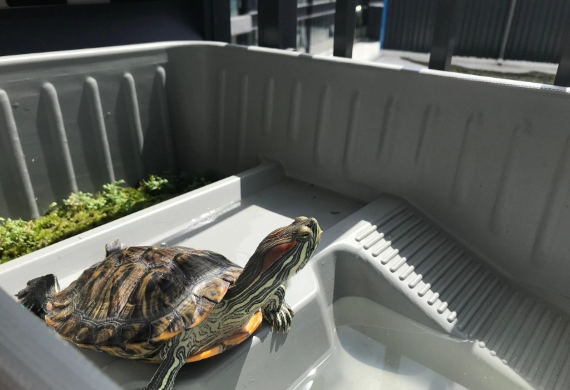 烏龜飼養箱佈置：從底材到UVB燈，避開新手最常踩的5個坑