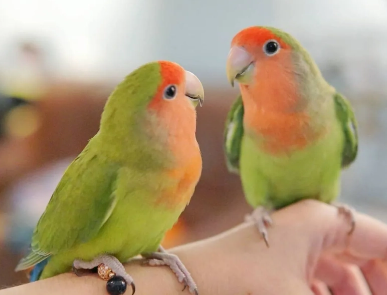 小鸚鵡壽命關鍵：虎皮、玄鳳、牡丹能陪你幾年？