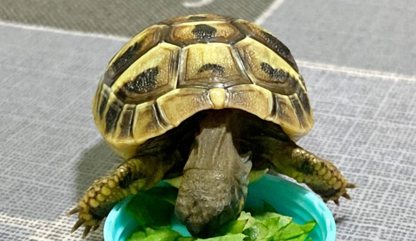 烏龜飼料推薦 烏龜飼料推薦