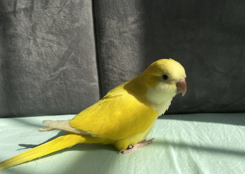 和尚鸚鵡飼養 和尚鸚鵡飼養