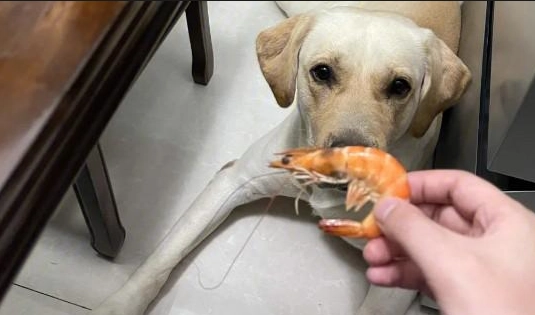 狗海鮮過敏