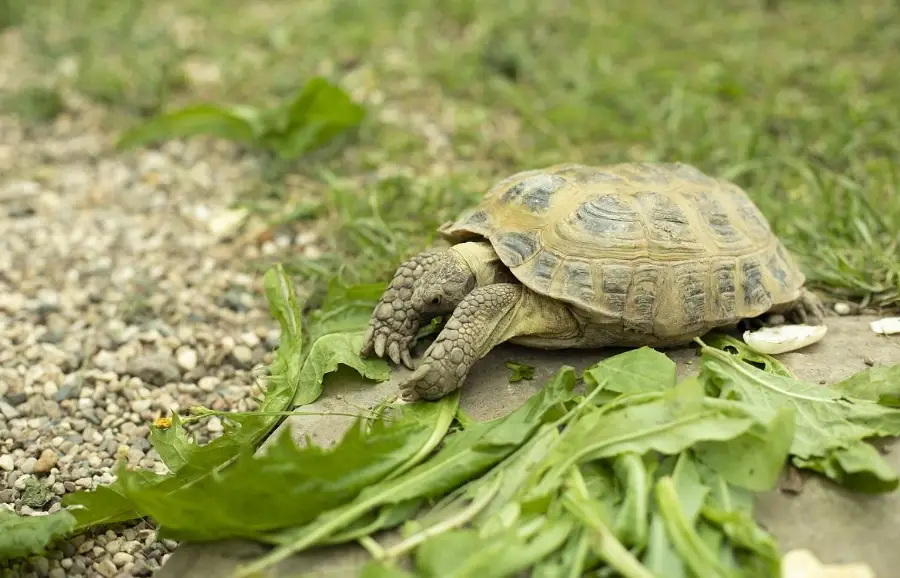 烏龜飼料推薦 烏龜飼料推薦