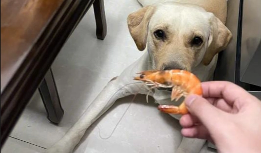 澎湖狗蝦 澎湖狗蝦