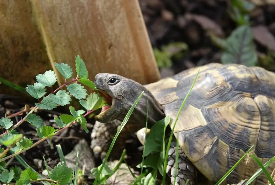 烏龜飼料推薦 烏龜飼料推薦