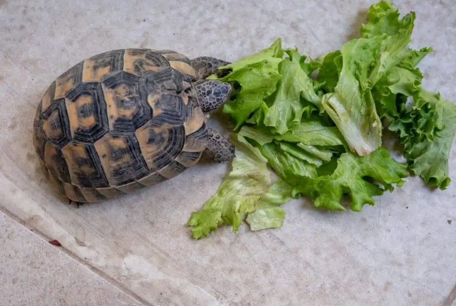 烏龜飼料推薦 烏龜飼料推薦