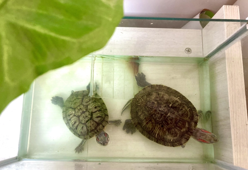 烏龜飼養環境