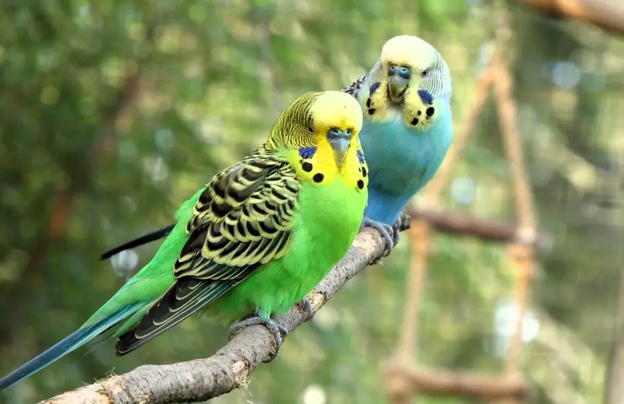 玄鳳鸚鵡壽命 玄鳳鸚鵡壽命