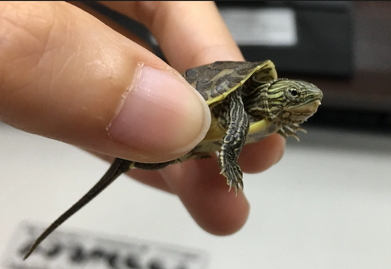 水龜飼料推薦 水龜飼料推薦