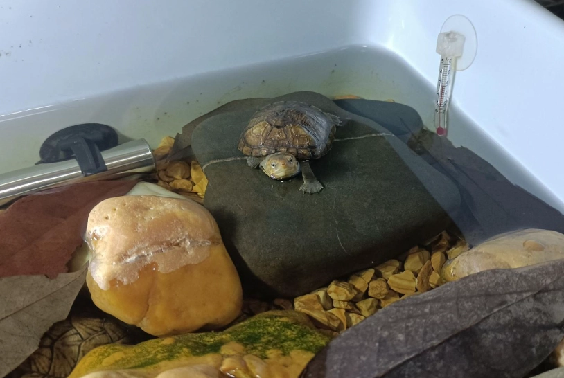 烏龜飼料推薦