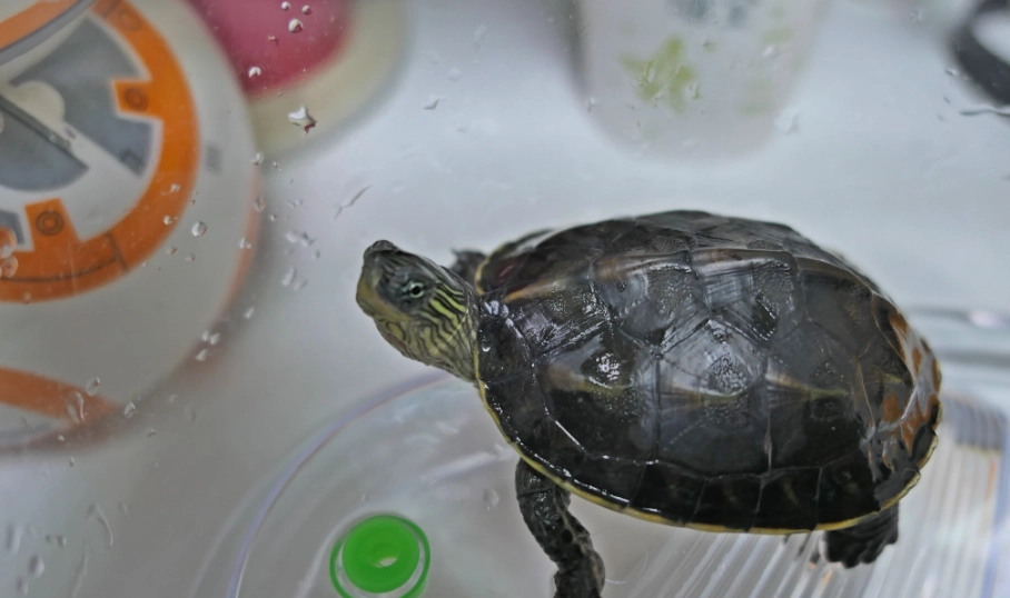 適合養烏龜的生肖怎麼挑？五行對照與實際飼養門檻