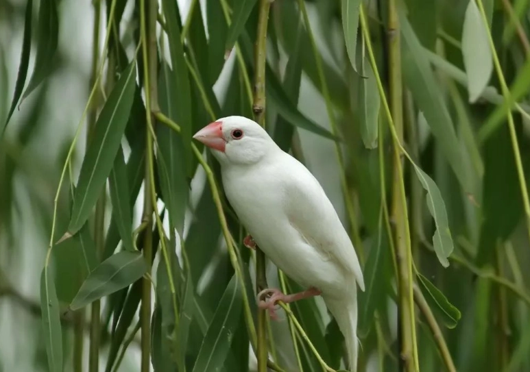 白文鳥飼養：新手最容易忽略的5件事與配對繁殖經驗