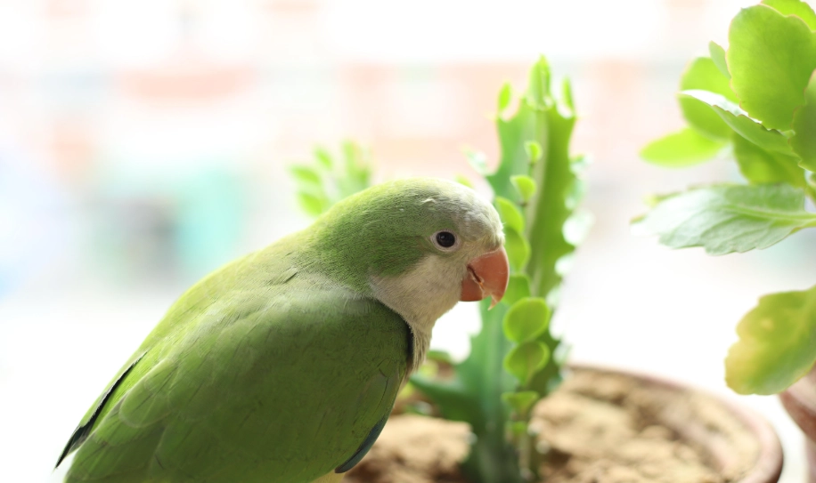 綠和尚鸚鵡飼養實錄：叫聲、價格與壽命一次講明白