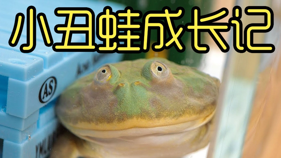 角蛙飼養環境