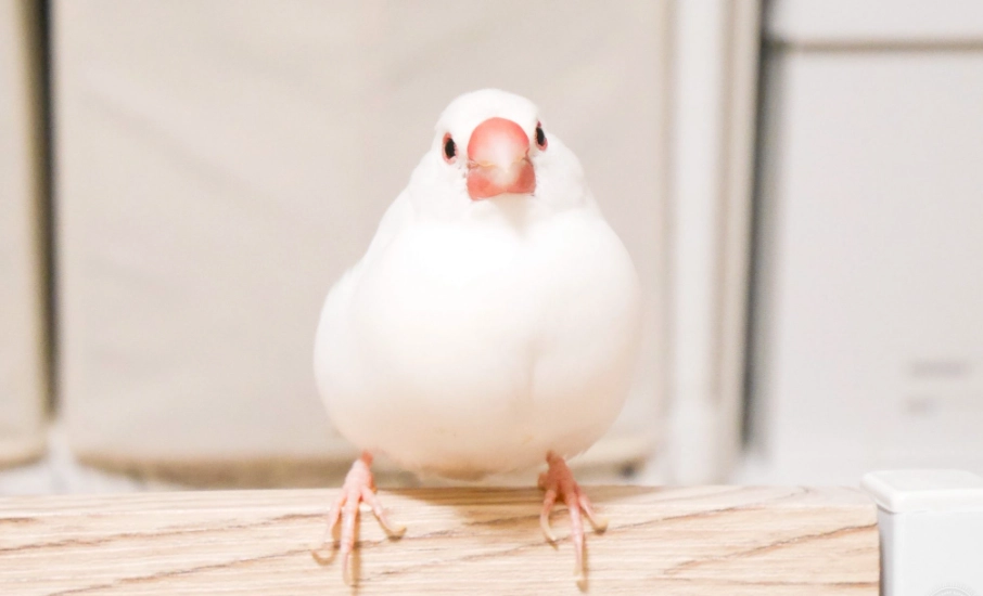 白文鳥配對 白文鳥配對