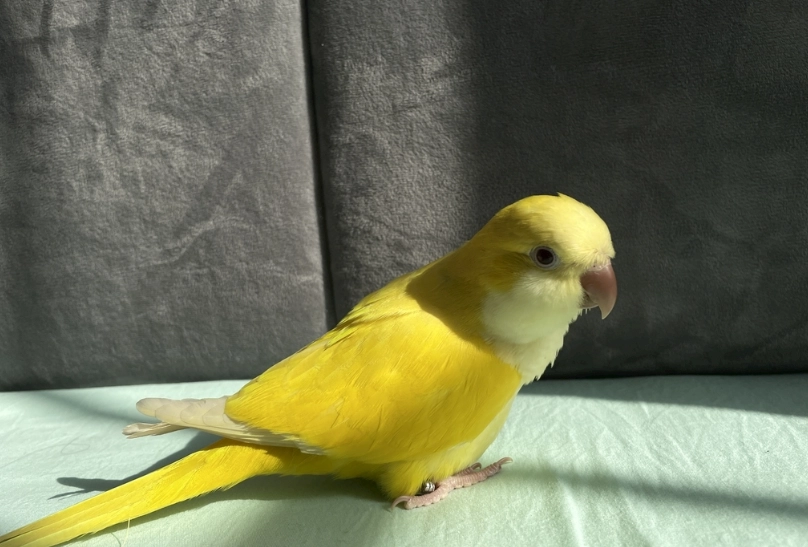 和尚鸚鵡飼養