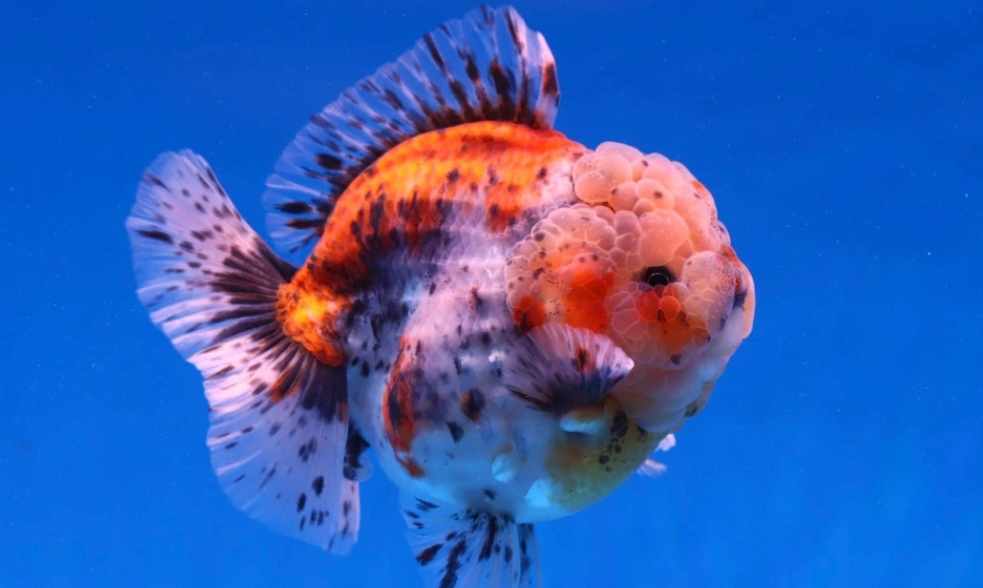 金魚頭瘤