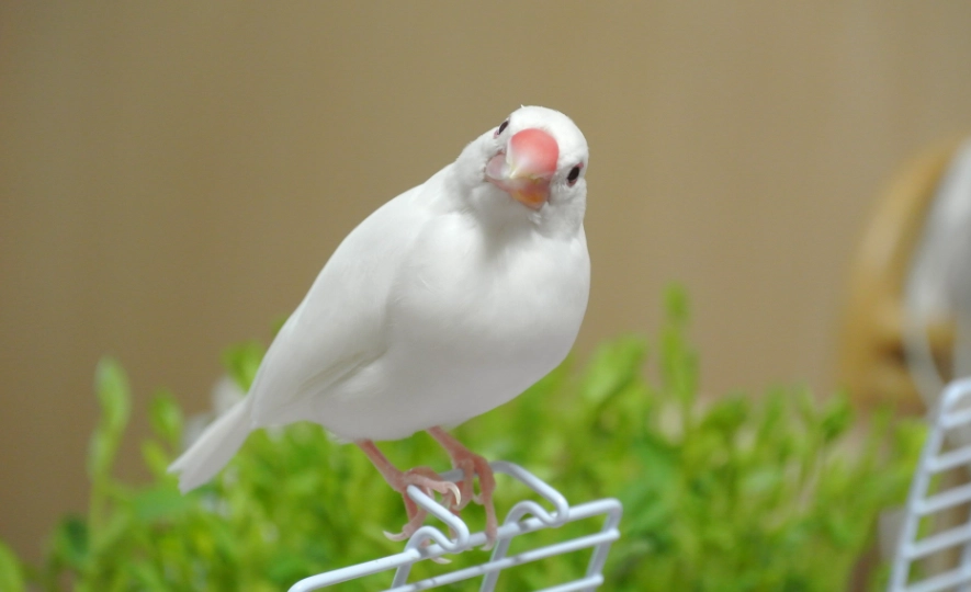 白文鳥配對 白文鳥配對