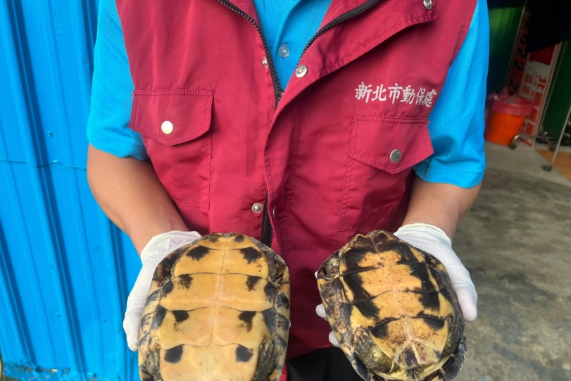 巴西龜飼養 巴西龜飼養