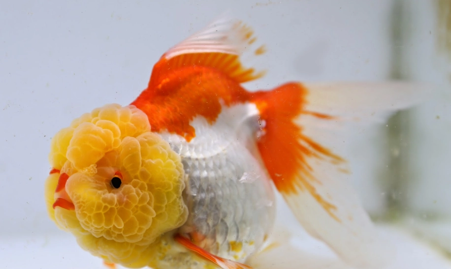 獅頭金魚飼養