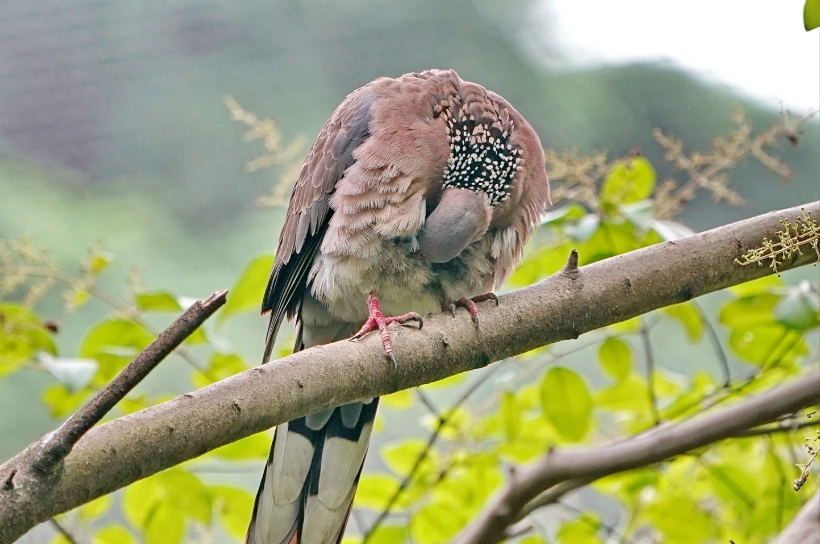 珠頸斑鳩風水：陽台築巢該留還是該趕？鳥糞、噪音與吉凶判斷