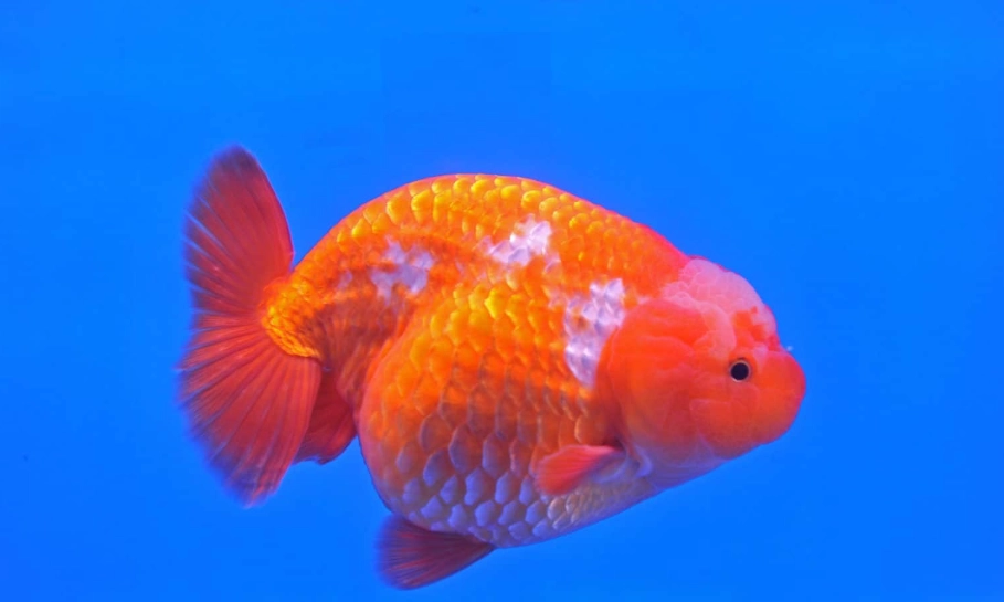 金魚頭瘤