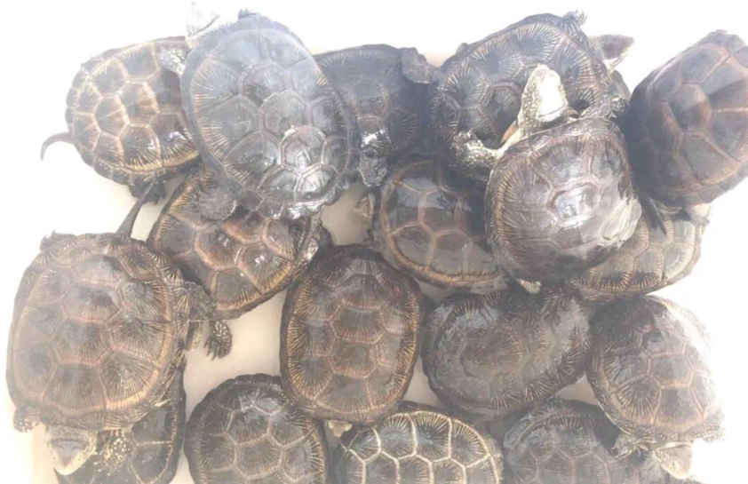 澤龜飼養環境 澤龜飼養環境