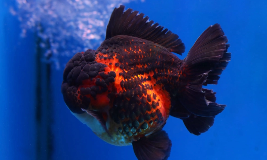 獅頭金魚飼養