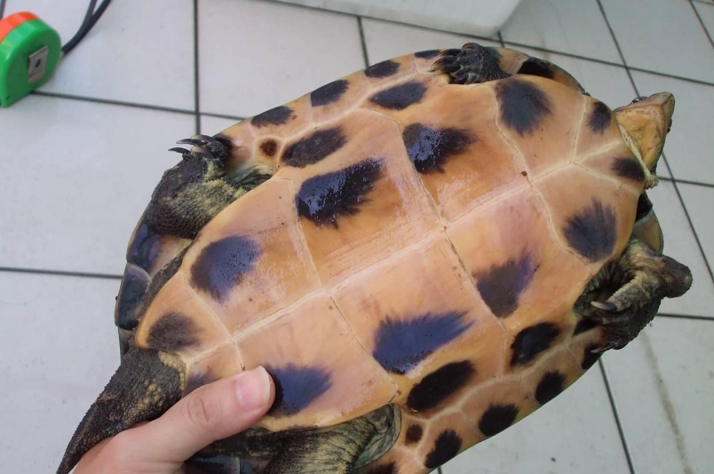 斑龜飼養 斑龜飼養