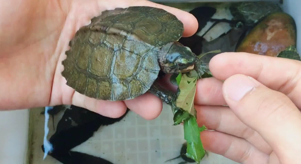 烏龜飼料推薦