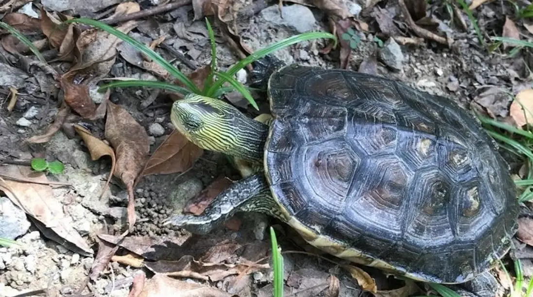 斑龜飼養 斑龜飼養