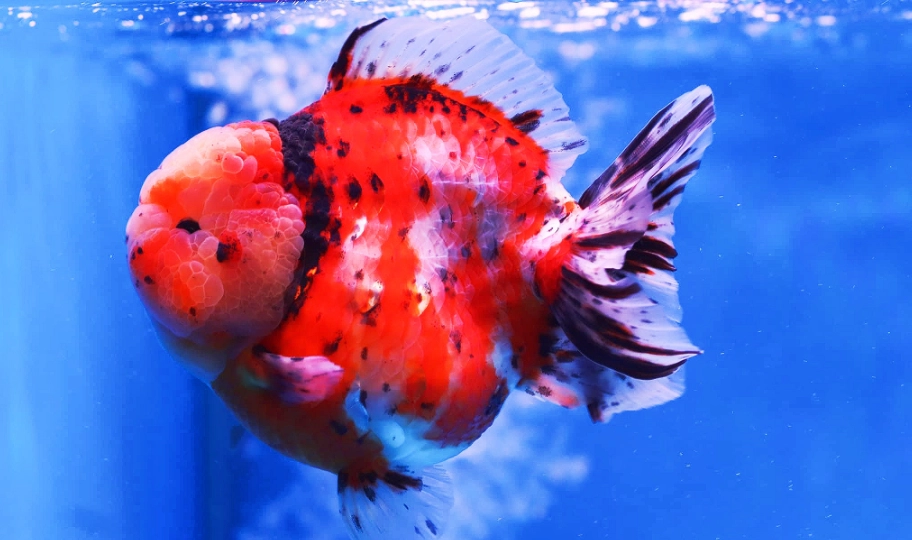 獅頭金魚飼養