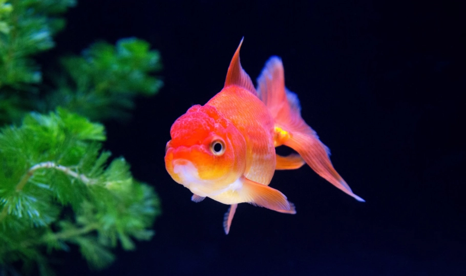金魚頭瘤