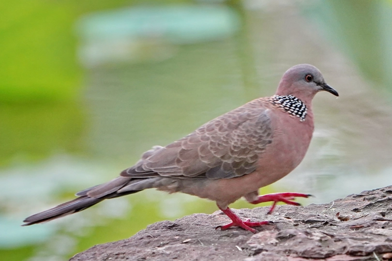 斑鳩築巢吉凶