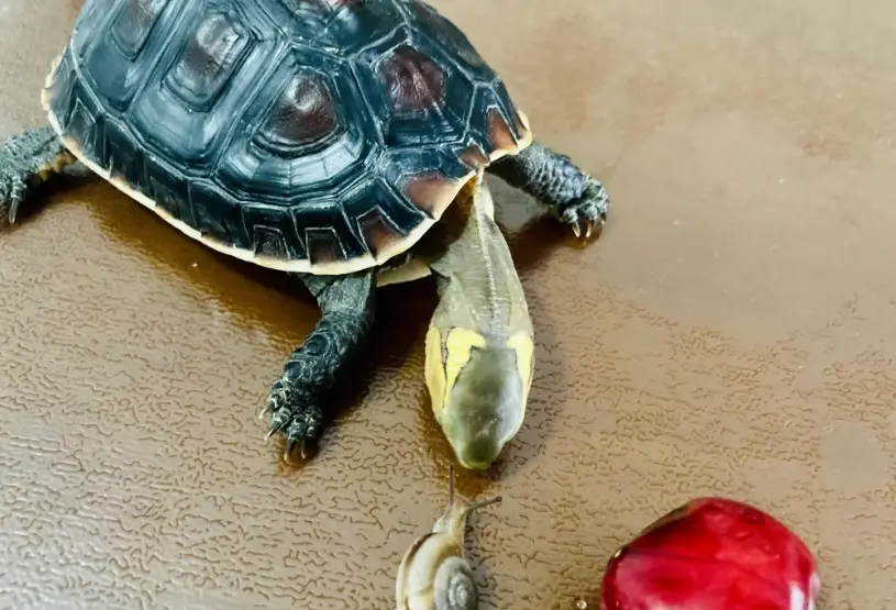 烏龜飼料推薦